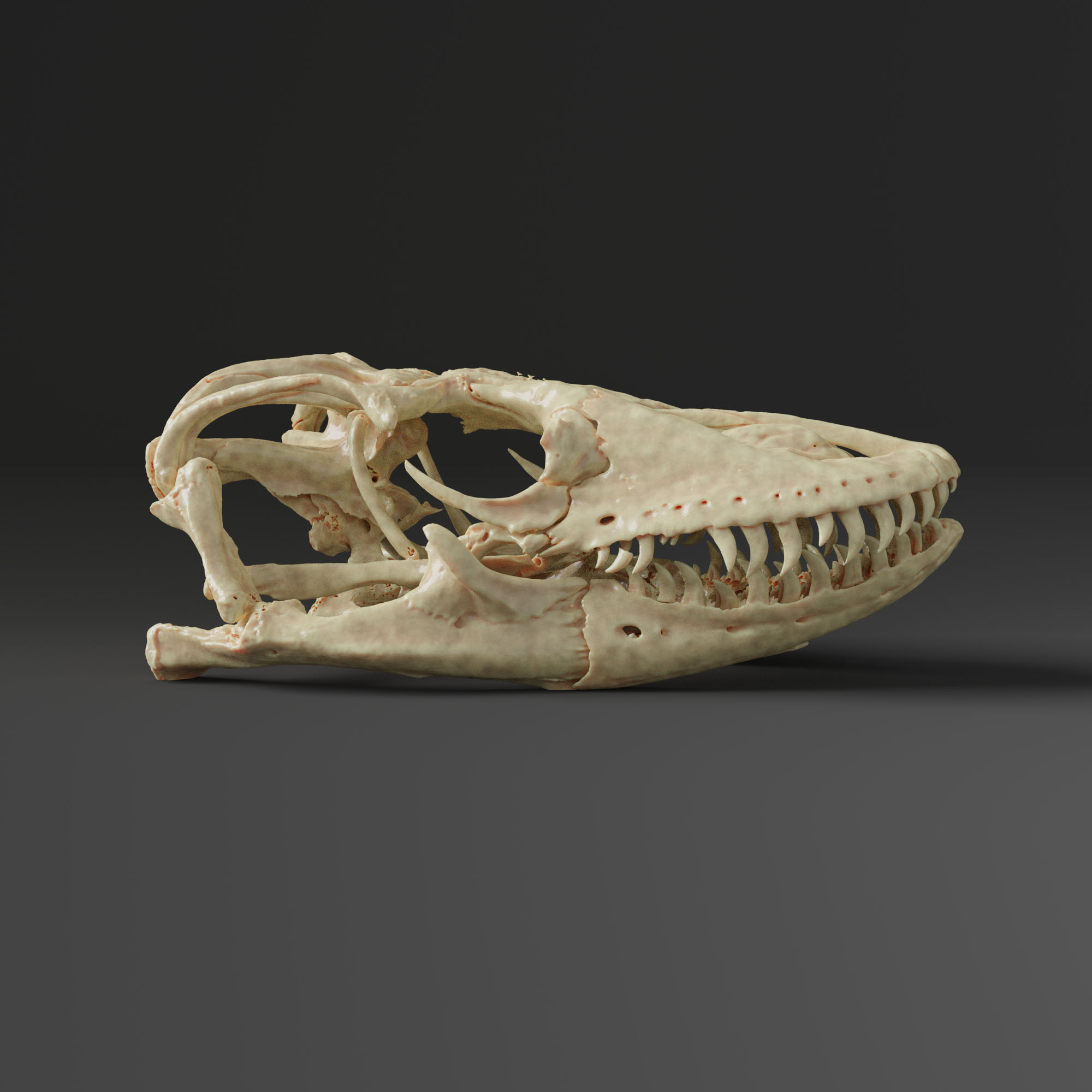 komodo dragon skeleton