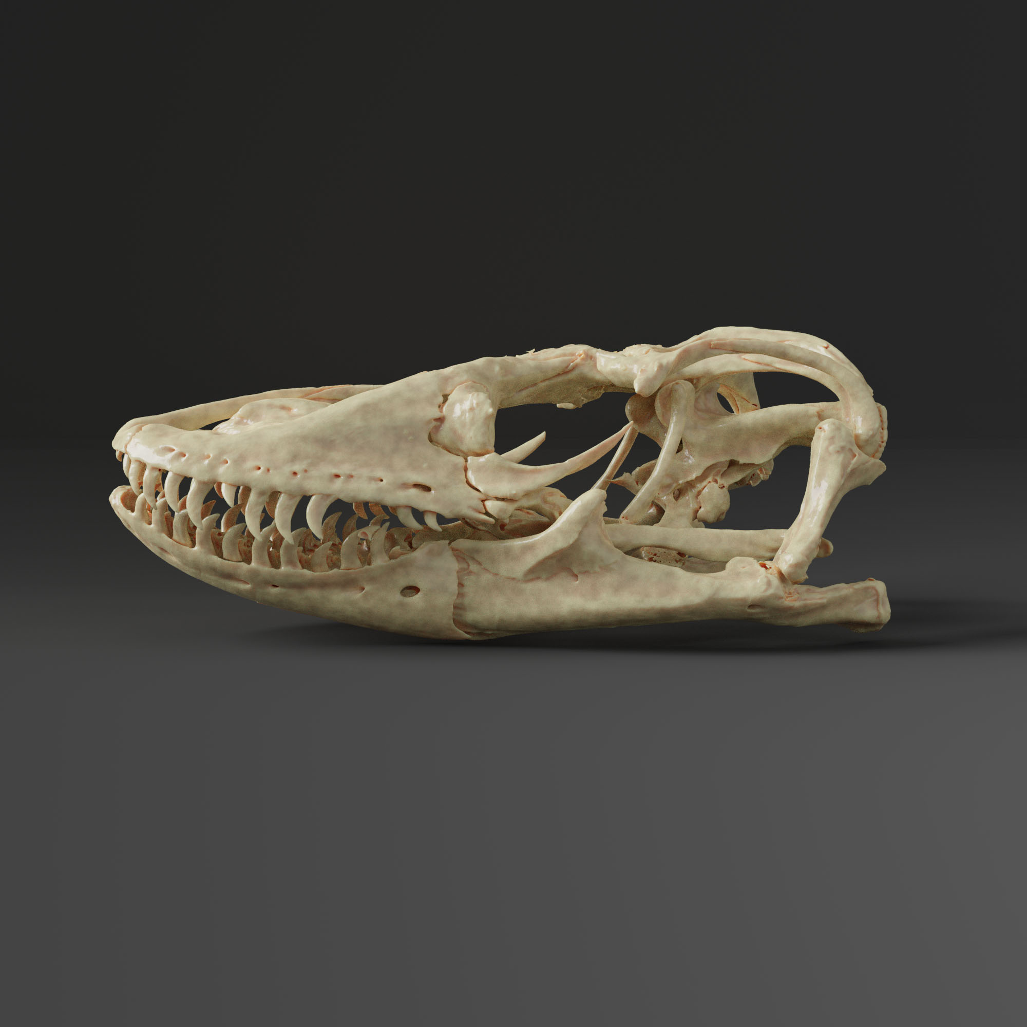 monitor lizard skull