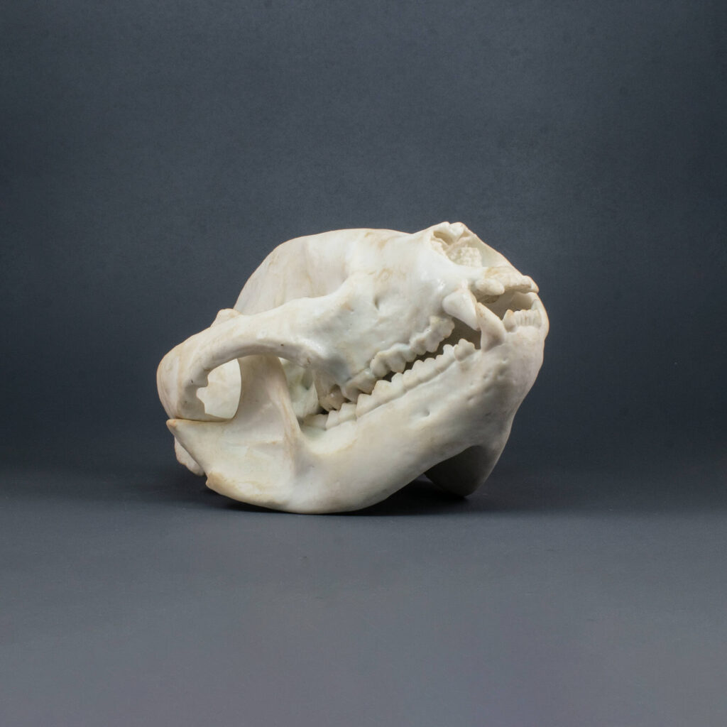 Panda Bear Skull Replica (Museum Quality) - AnySkull