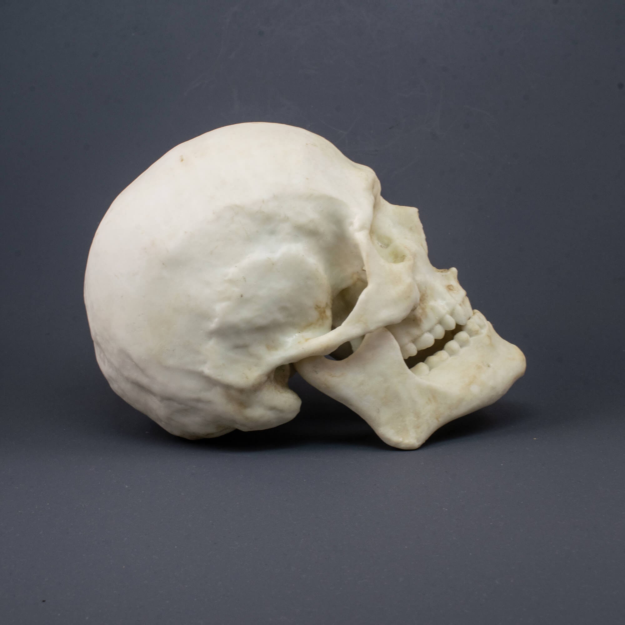 HUMAN MALE SKULL, Skull Duggery, USD 173.03